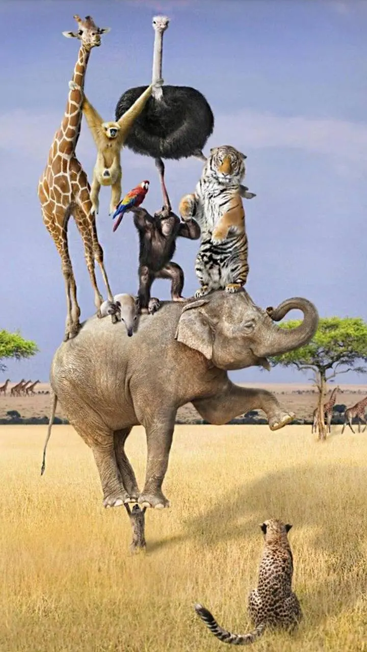 Funny Crazy Animal in Nature and Circus Acrobatics