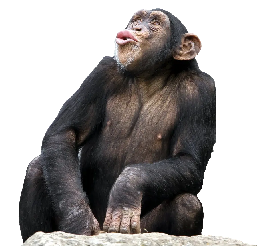 Real chimpanzee photo very high quality without png background
