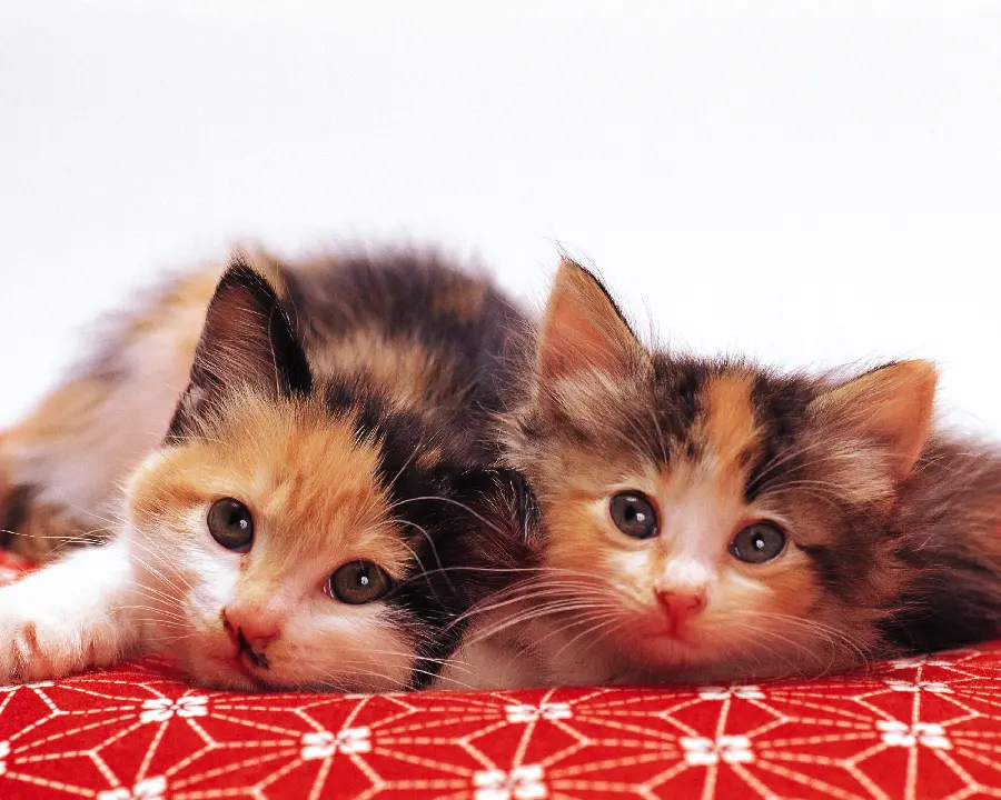 Dog and Cat Pets