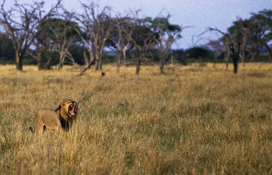 Wildlife Forest Photo