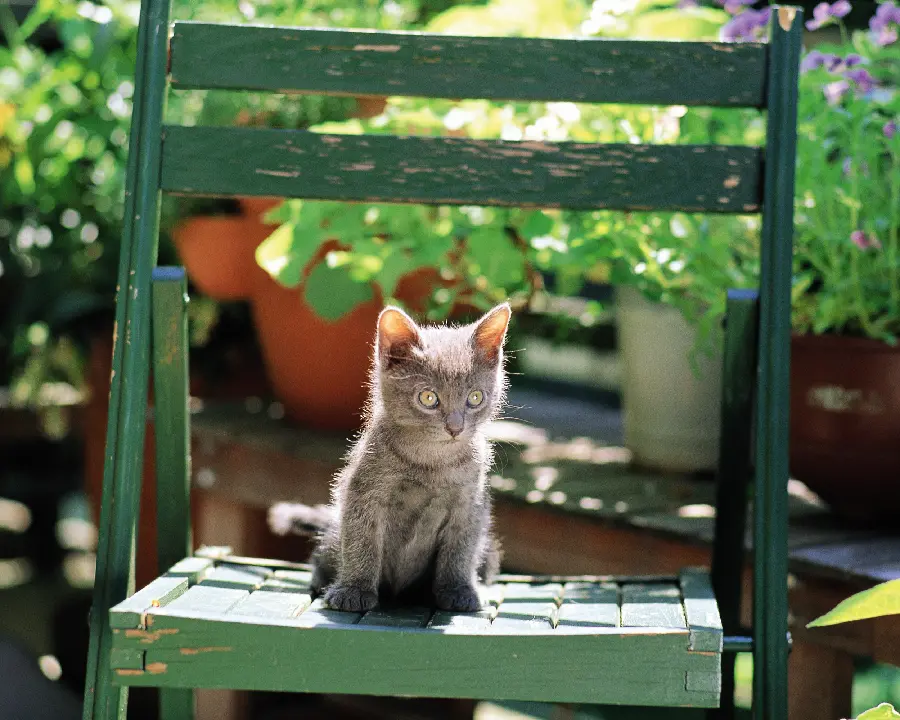 New and very cute and sweet cat profile picture 2024