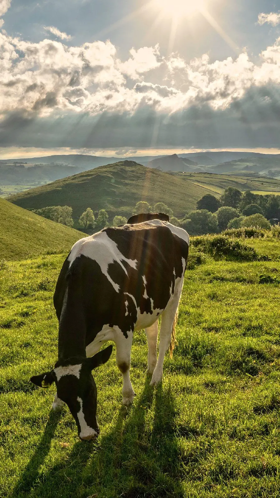 Cow grazing in a green field mobile wallpaper