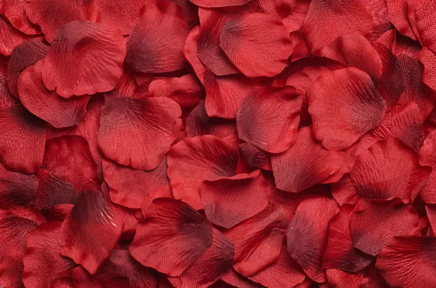 High quality red rose background