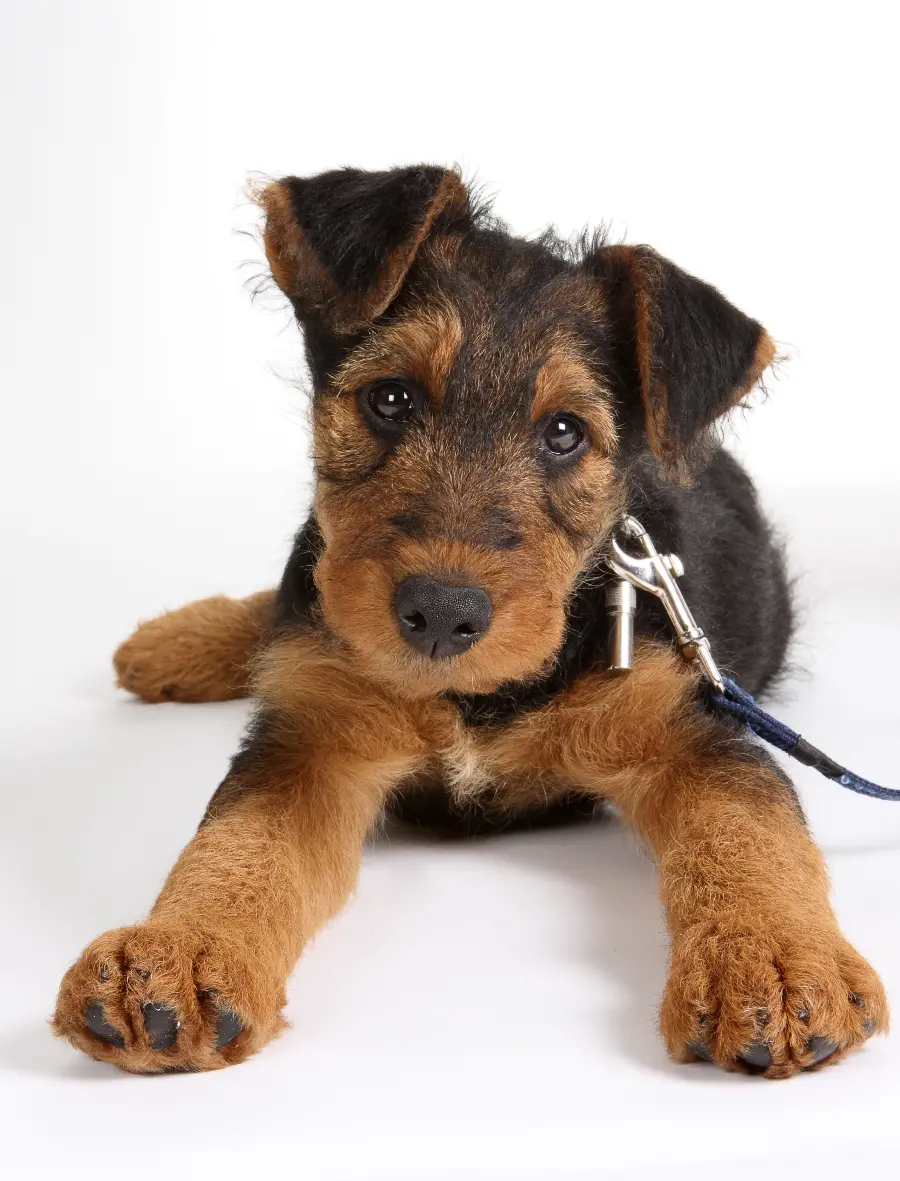 Beautiful Dog