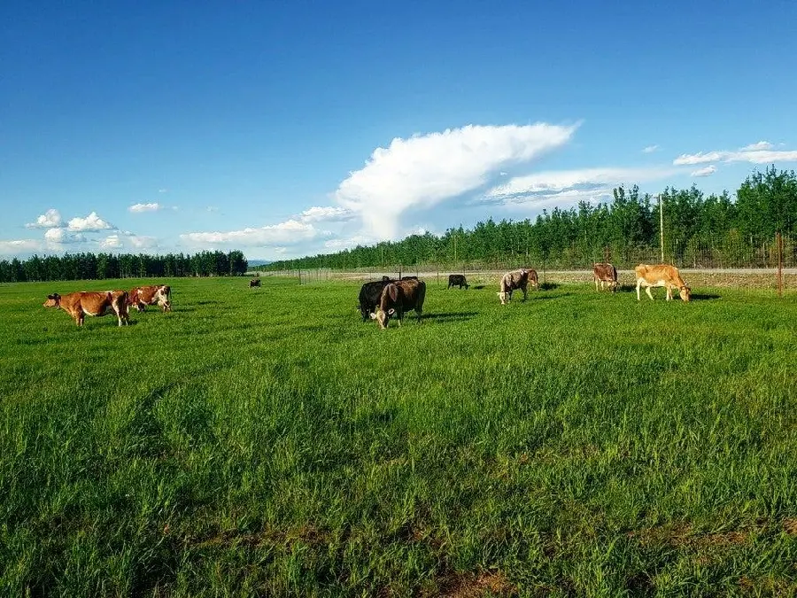 Image of a dairy cow farm in the village