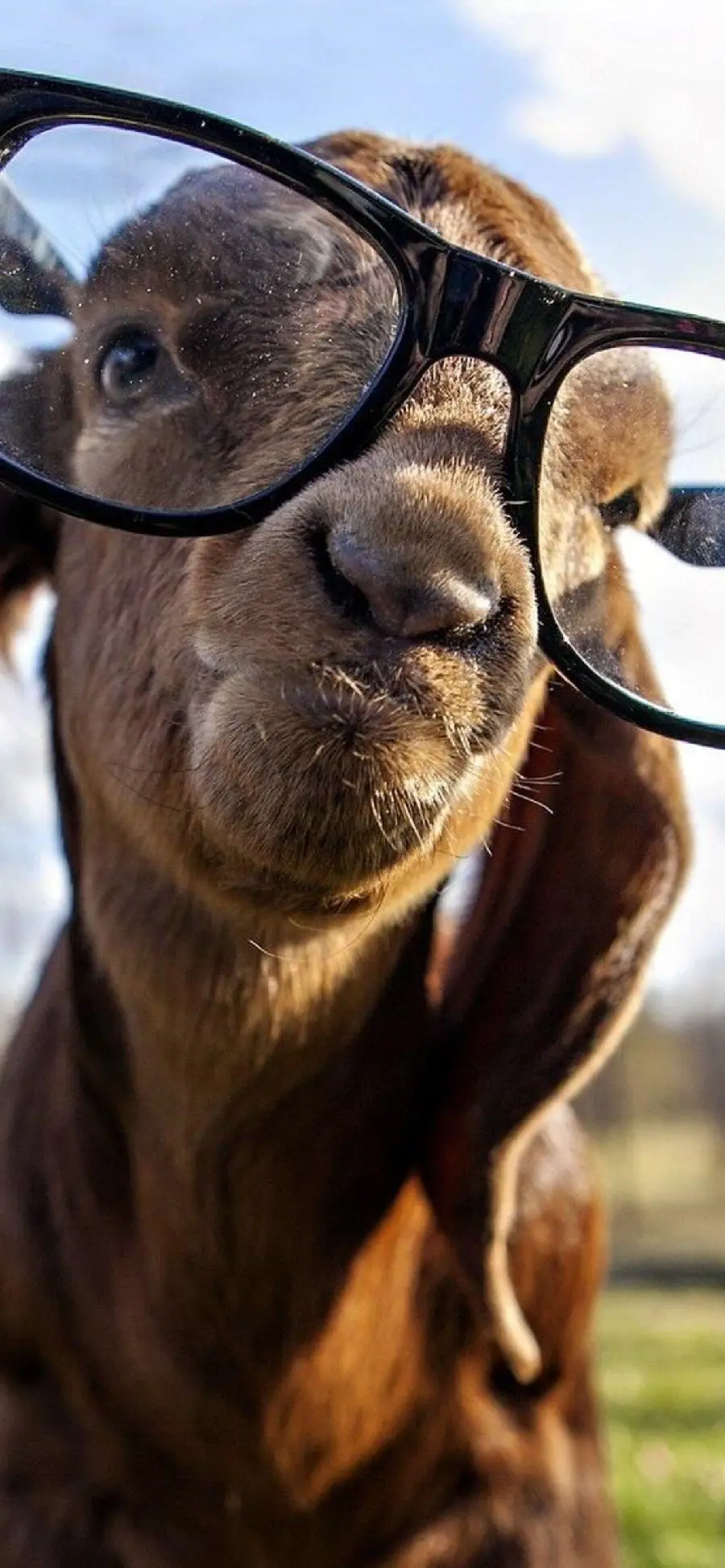 Download funny goat photo with glasses in full HD quality