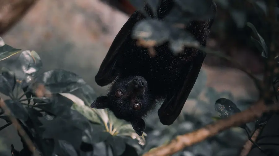 Bat Stock Photo