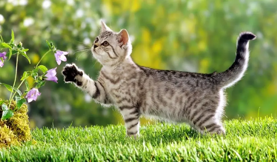Australian Cat Wallpaper