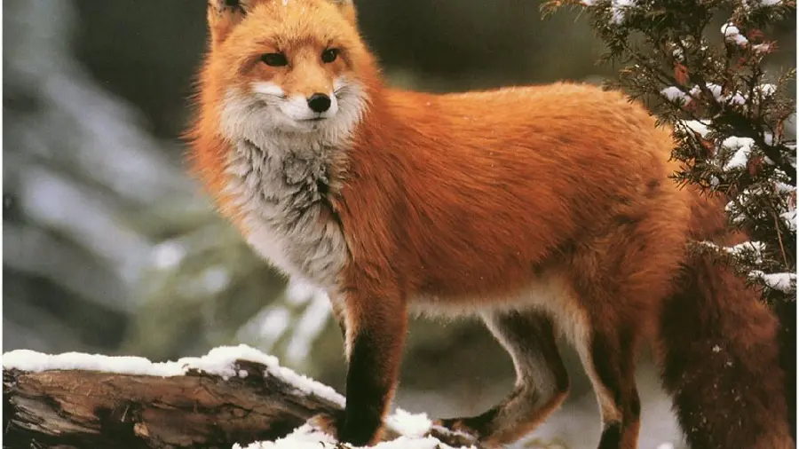 Fox profile photo for virtual spaces with high resolution