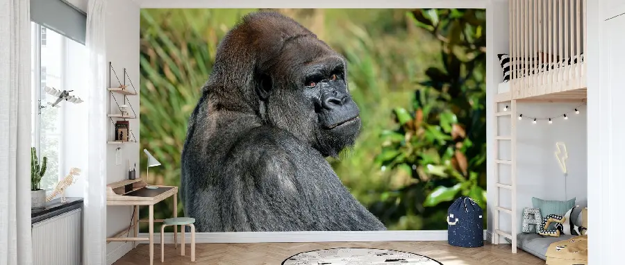 Silverback Gorilla Photo Print on Wall