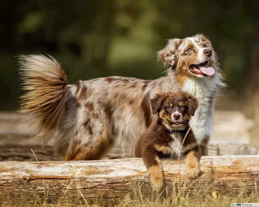 Australian Shepherd Puppy Photo