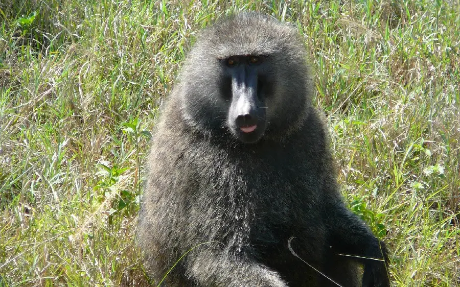 Photo of a black baboon in the wild for download and research