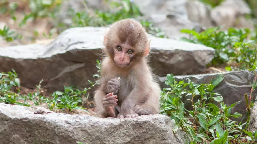 Cute and Beautiful Baby Monkey Wallpaper