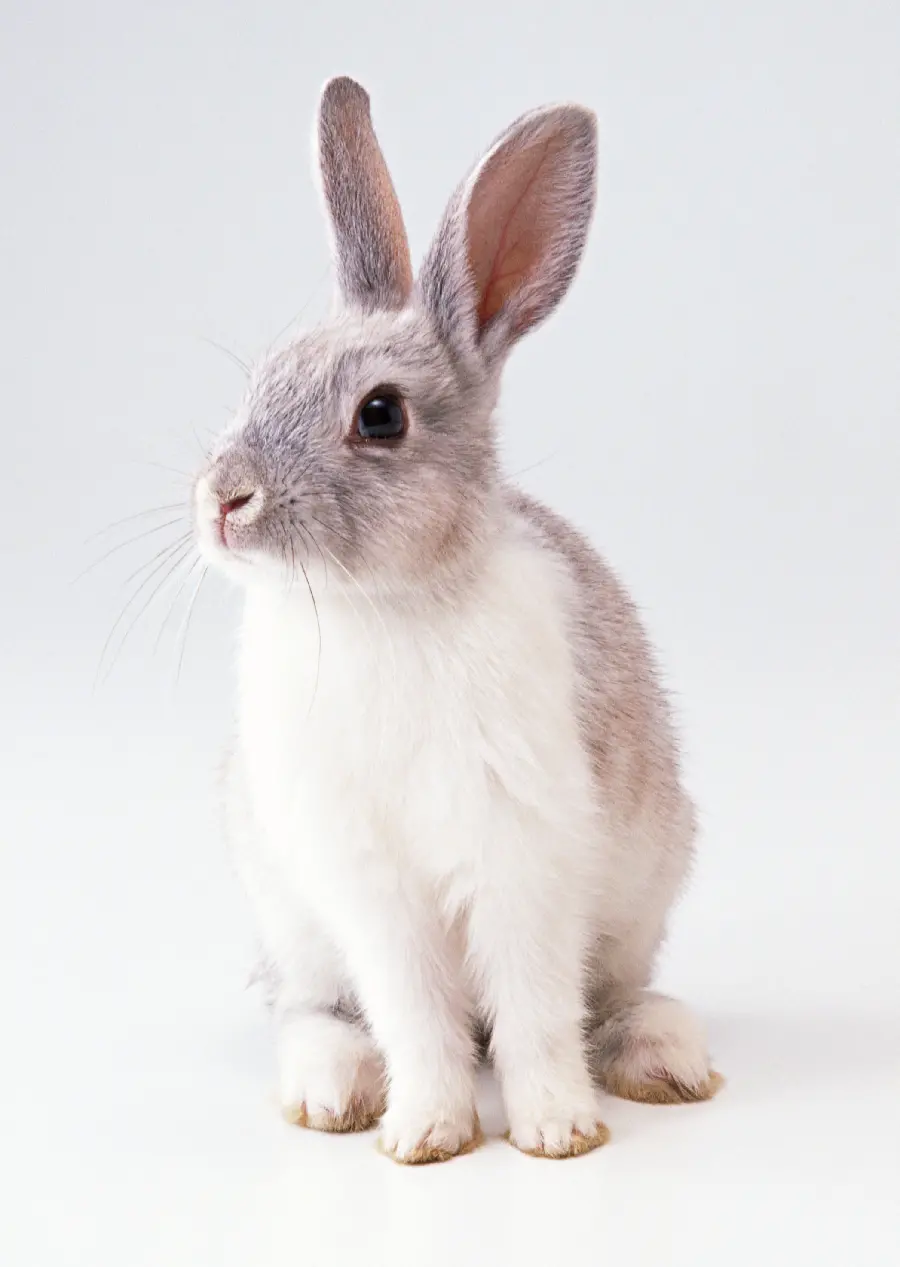 Rabbit Studio Profile Photo