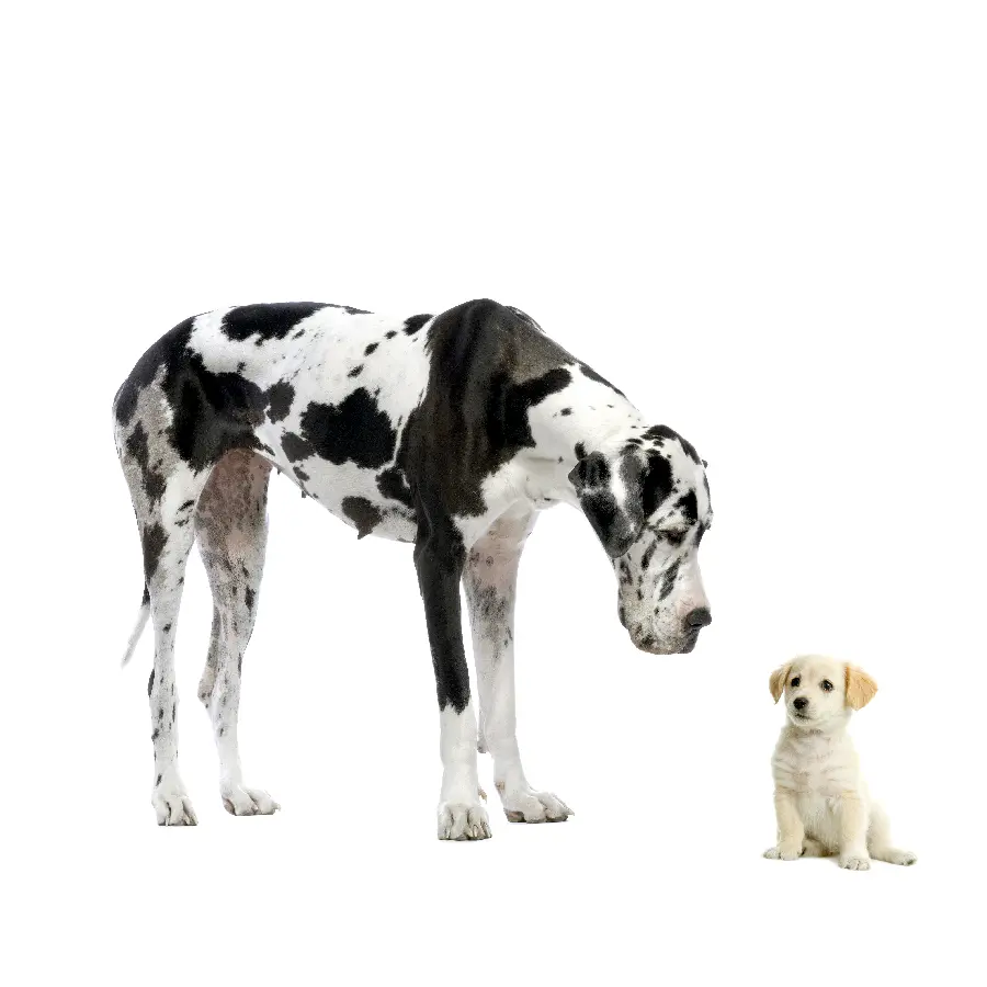 Big and small dog studio photo