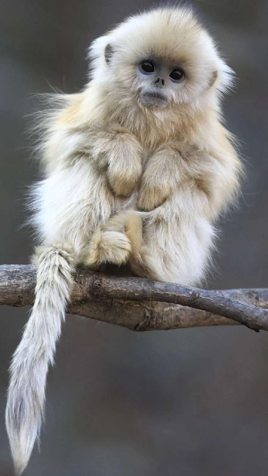 Cute Baby Monkey Photos