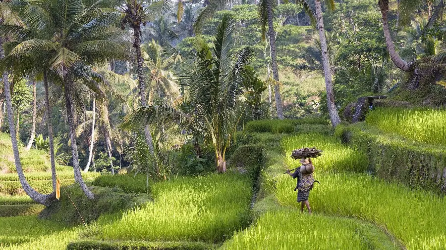 Image of rice fields in Bali Indonesia