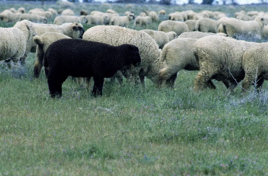 High Quality Animal Herd Sheep Photos