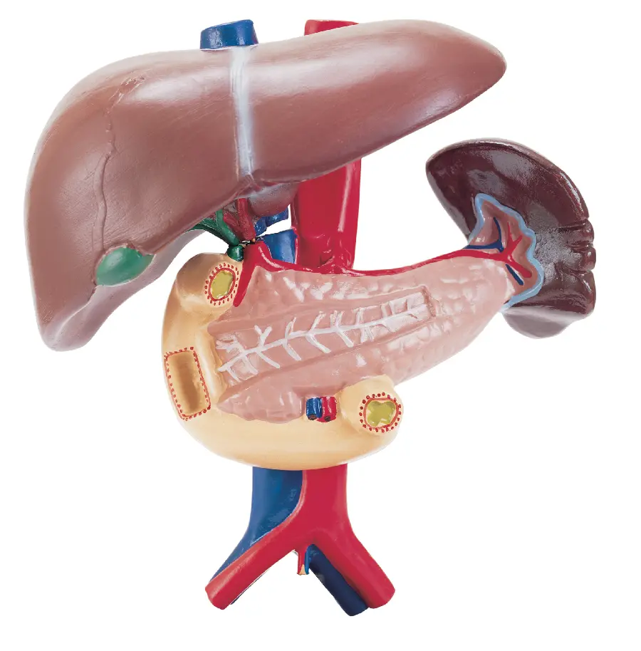 Human Liver Molding Photo