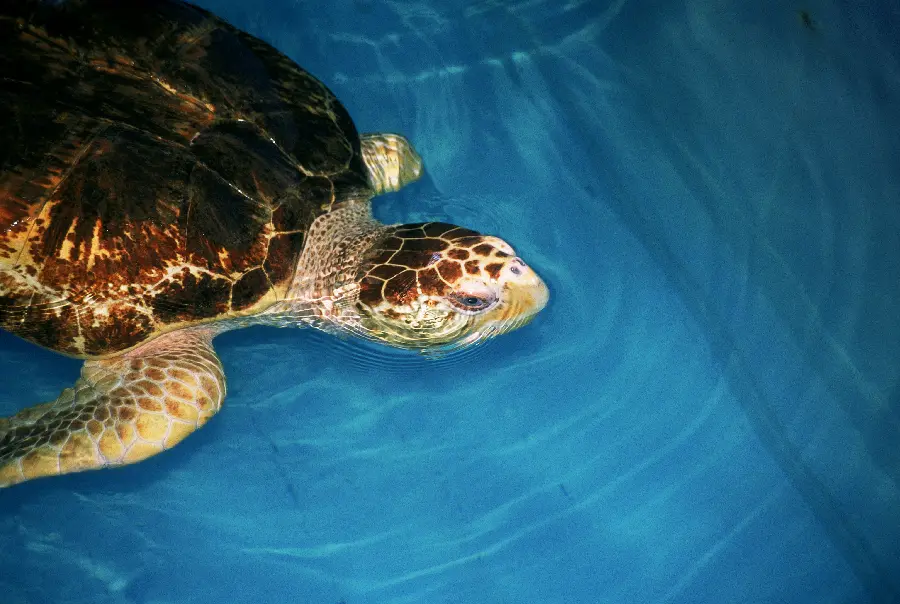 Photo of turtle in wildlife documentary