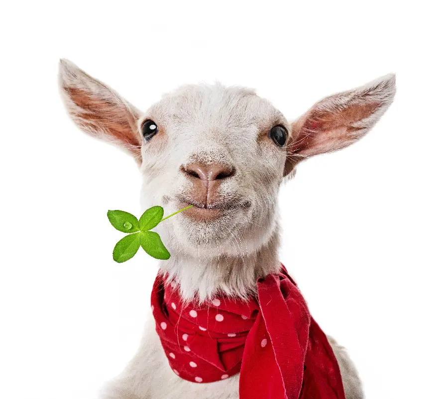 Download funny goat profile photo with cute and funny red scarf