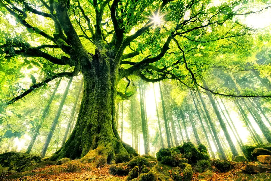 Tree Photo with Arboriculture Theme for Wallpaper