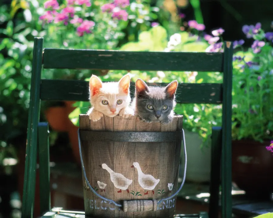 Dog and Cat Pets