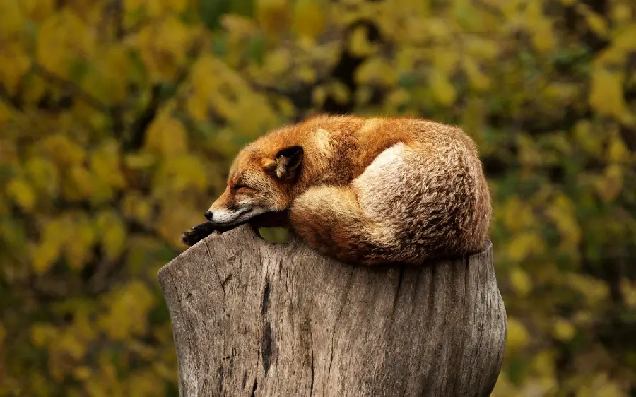 Image Stunning 4K Stock of Sleeping Fox 