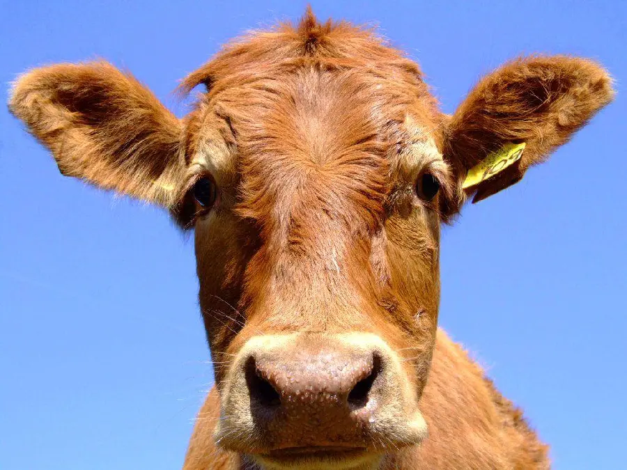 Download Calf Profile Picture for Social Media