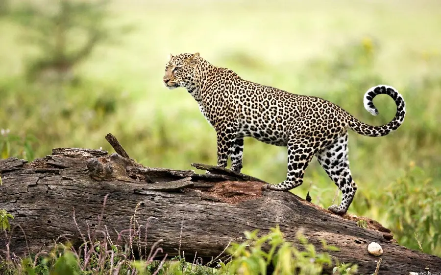 Australian Leopard Photo in Nature