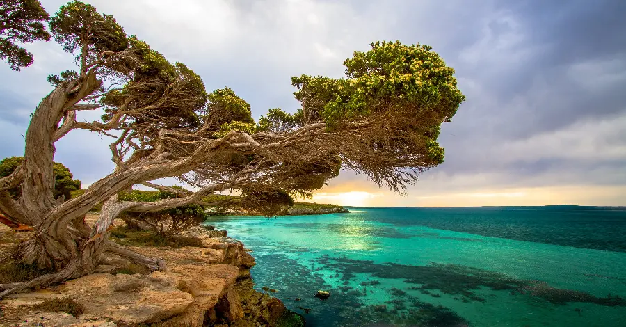 Photo of Australian coral and green beaches in high quality hd