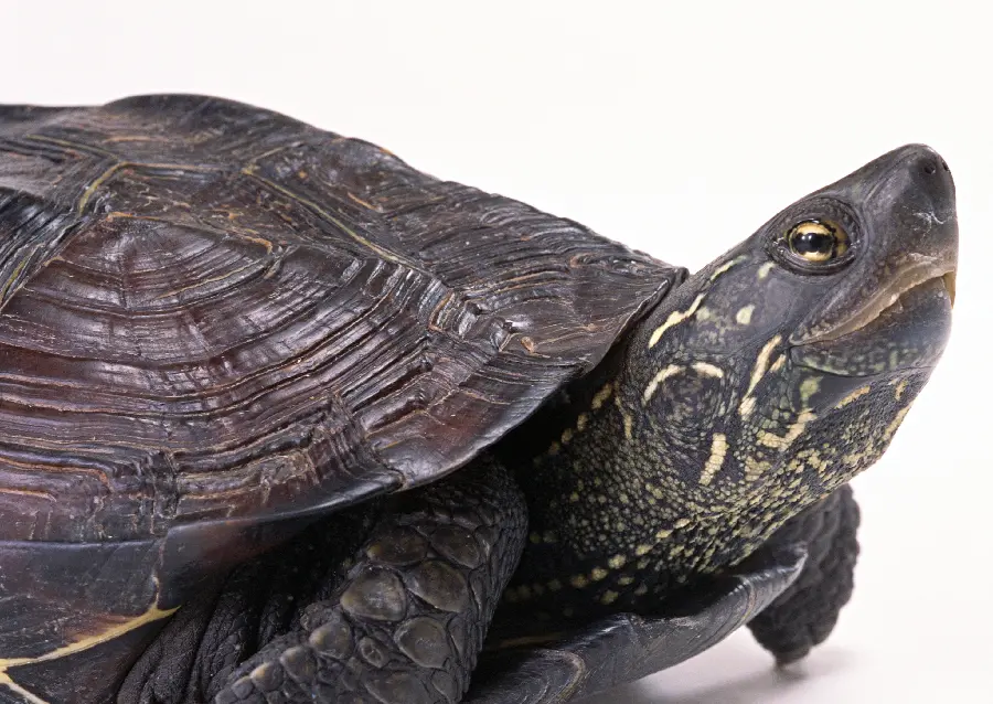 Close up photo of a turtle's head and head
