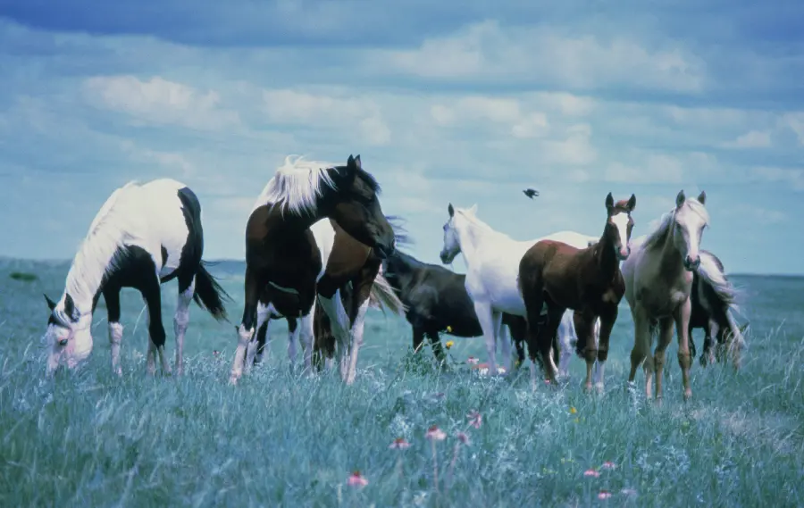 Wildlife documentary background