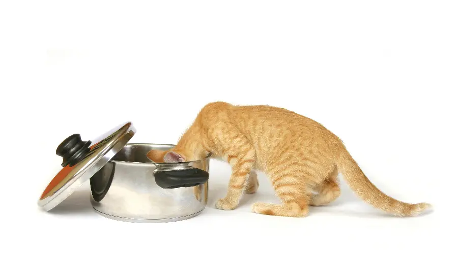 Interesting photo of an orange cat on a white background