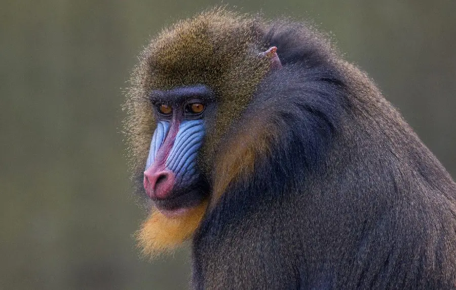 Download free 8k image of mandrill or king baboon
