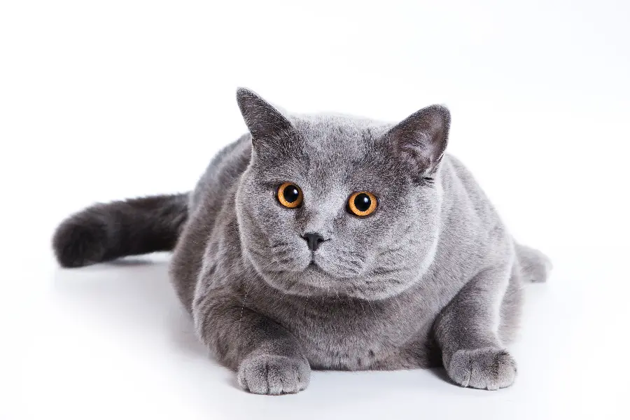 Profile picture of a popular British shorthair cat