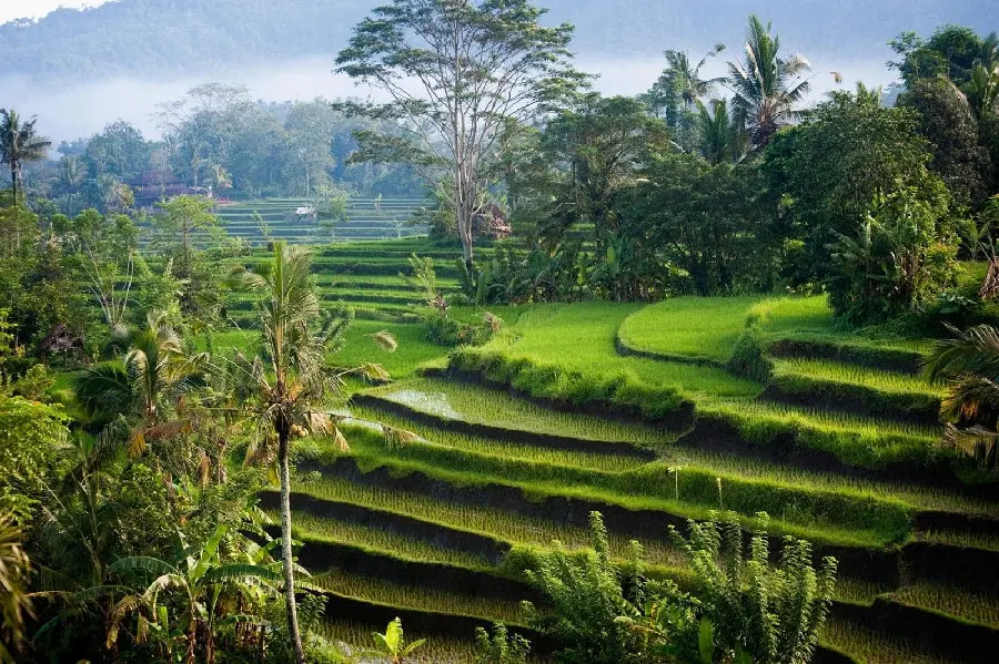 High Quality HD Photo of Rice Paddies in Bali Indonesia