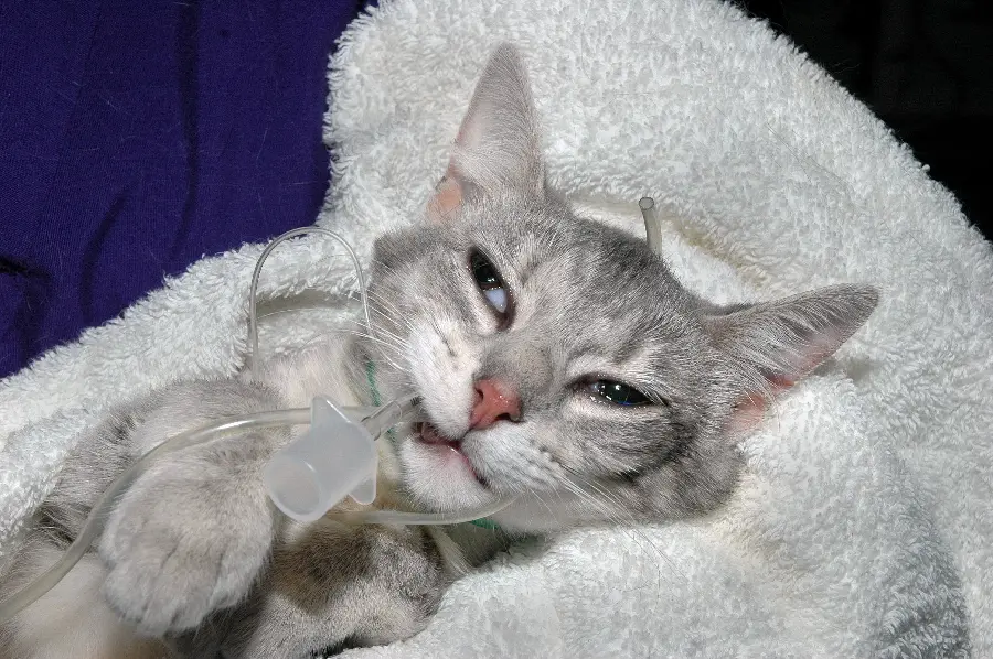 Gray tabby cat wallpaper