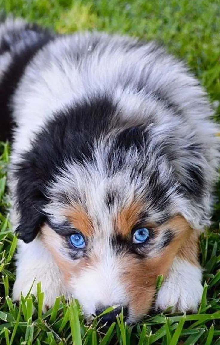 Cute and very beautiful picture of the face of the Australian Shepherd Dog