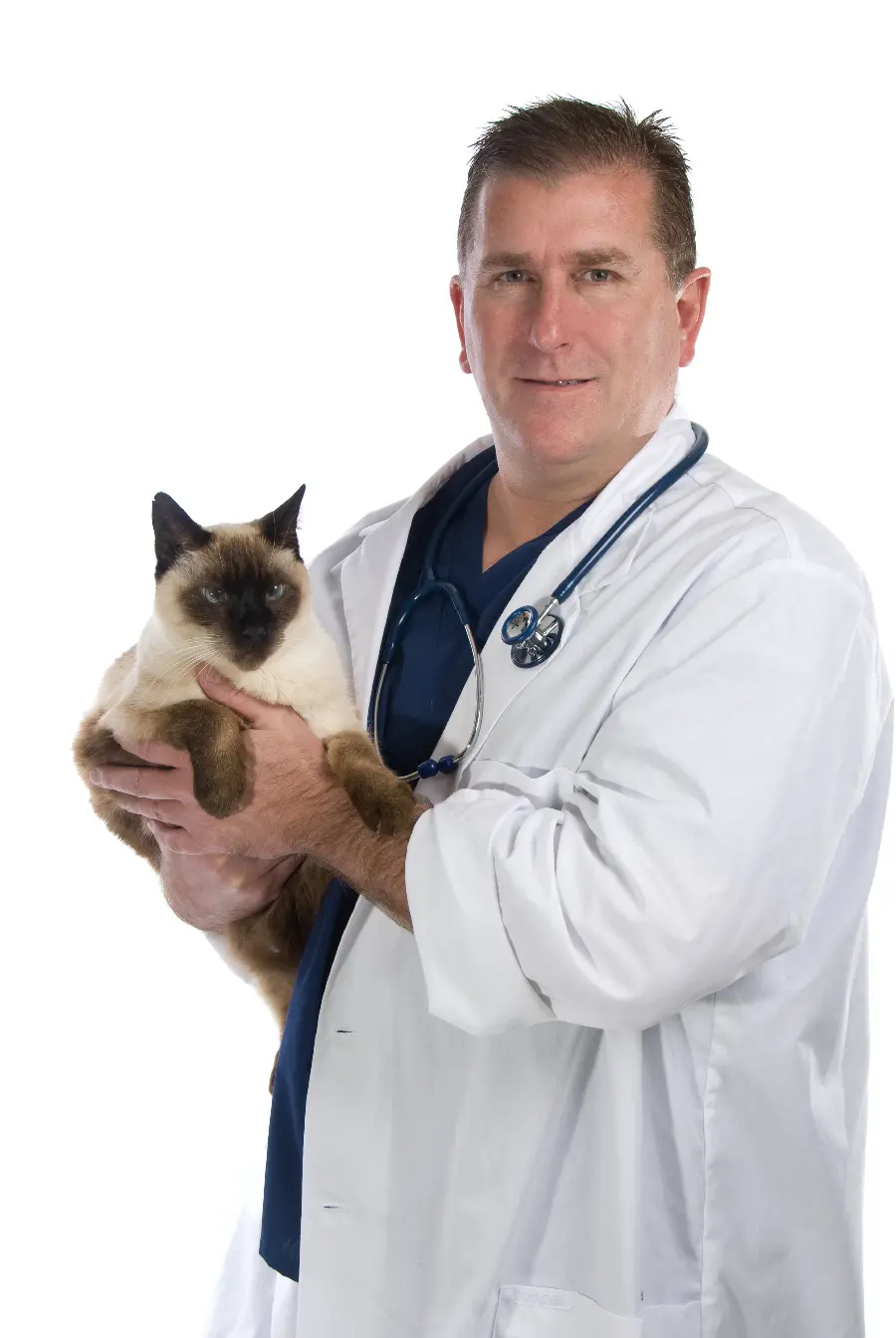 Image of a cat in the arms of a veterinarian for high quality printing