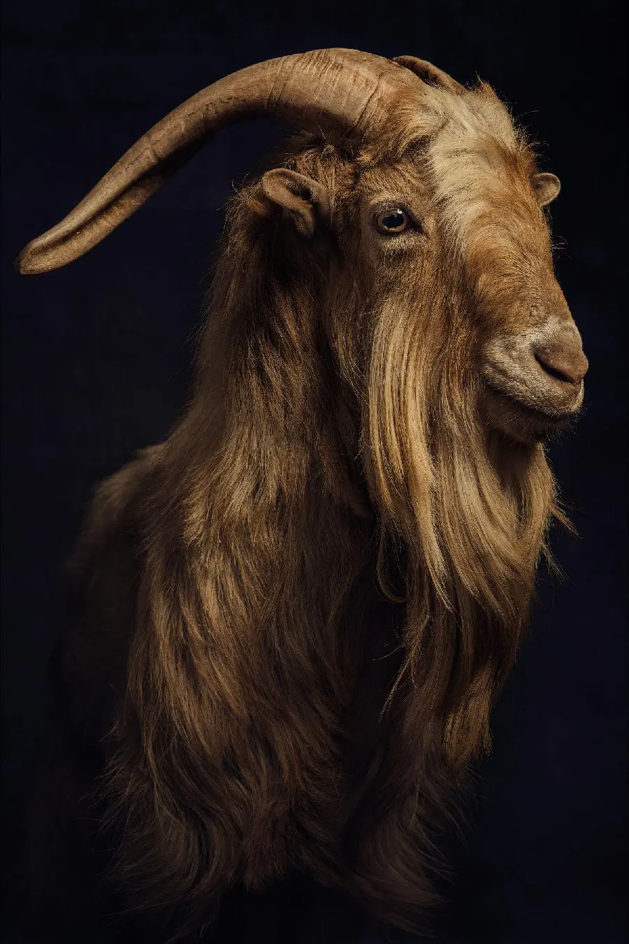 Brown goat photo Awesome with black background for iPhone and Samsung mobile phone
