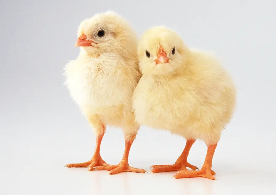 Animal Studio Photo
