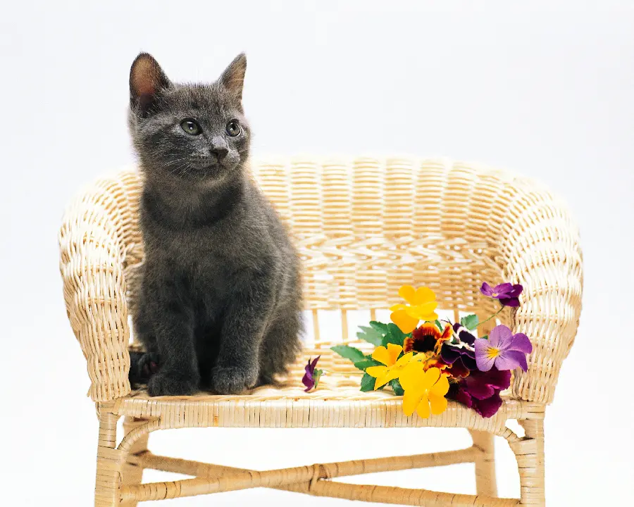 Dog and Cat Pets