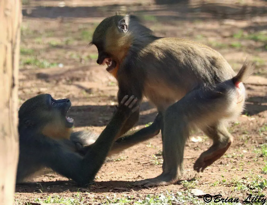 Angry Mandrill Fighting