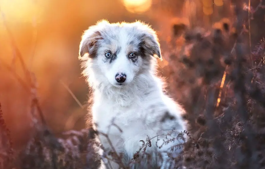 Download Full HD Wallpaper of Australian Shepherd Dog