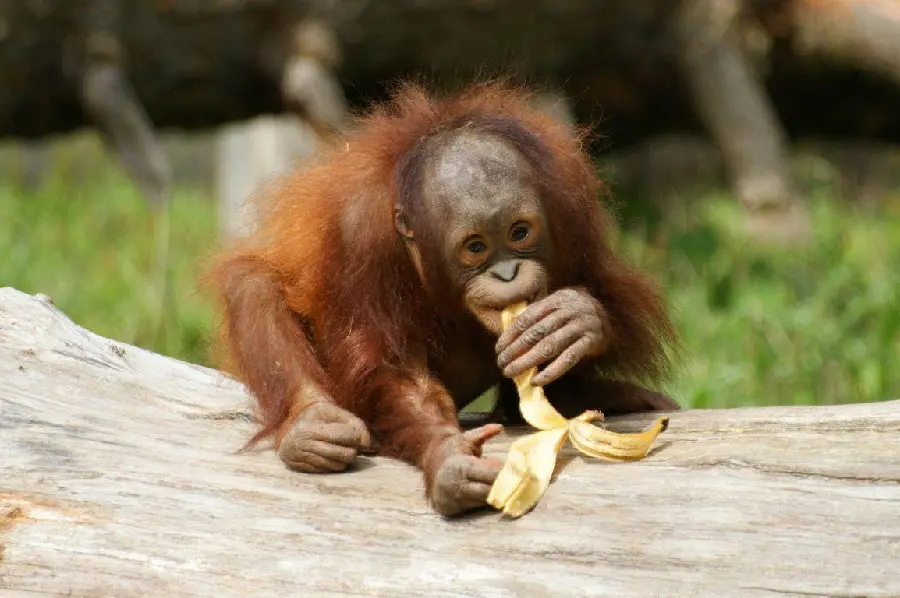 Baby orangutan eating banana