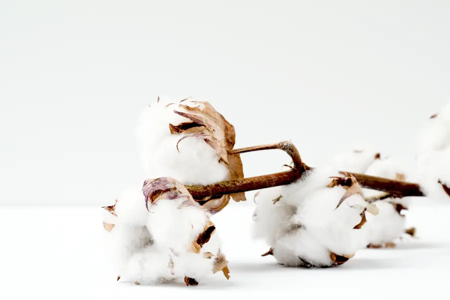 Natural white cotton flower picture