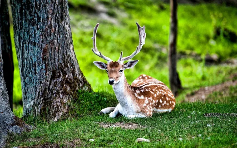 Baby Antlered Deer Wallpaper