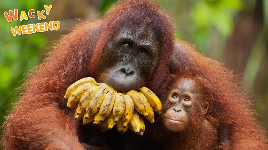 Download photo Orangutan with banana and baby orangutan
