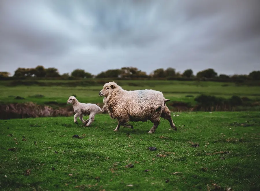 Photo of a white fluffy lamb and sheep in a green pasture